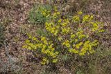 genus Euphorbia. Цветущие растения. Ростовская обл., Мясниковский р-н, Чулекская балка, каменистая степь. 12.06.2021.