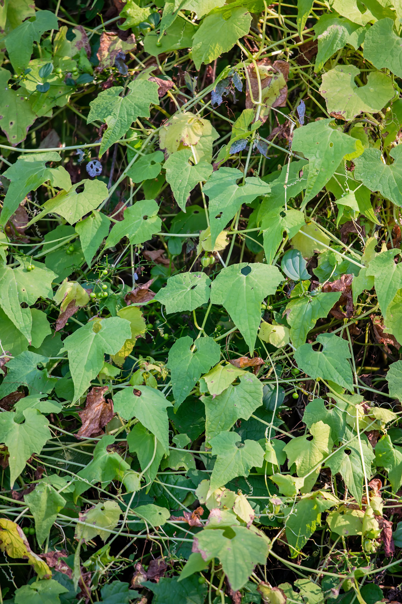 Изображение особи Schizopepon bryoniifolius.