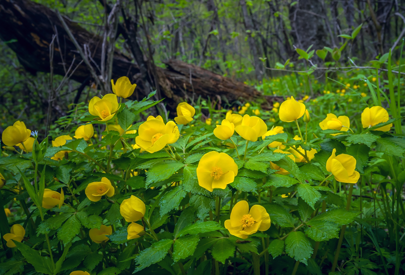 Изображение особи Hylomecon vernalis.