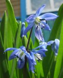 Scilla siberica