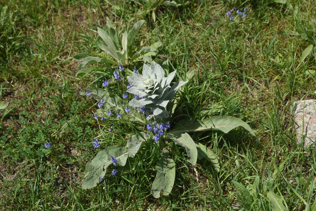 Image of genus Verbascum specimen.