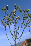 Sonchus palustris. Сложное соцветие. Калининградская обл., г. Балтийск, Балтийская коса, пос. Коса, заброшенная аэрогавань \"Нойтиф\". 29.07.2025.