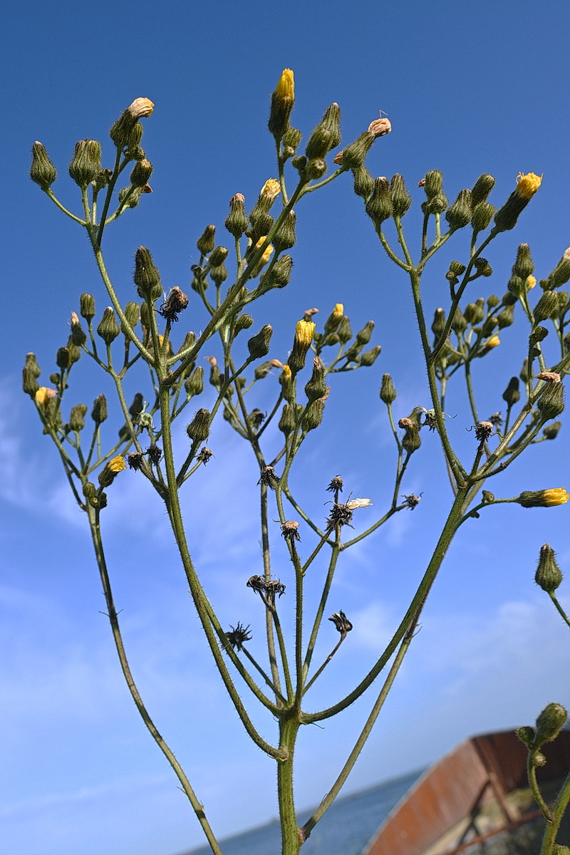 Изображение особи Sonchus palustris.