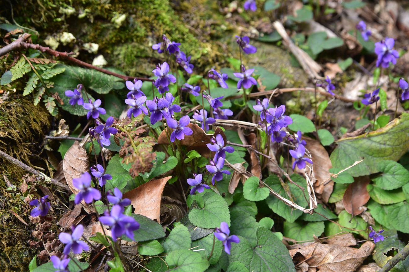 Изображение особи род Viola.
