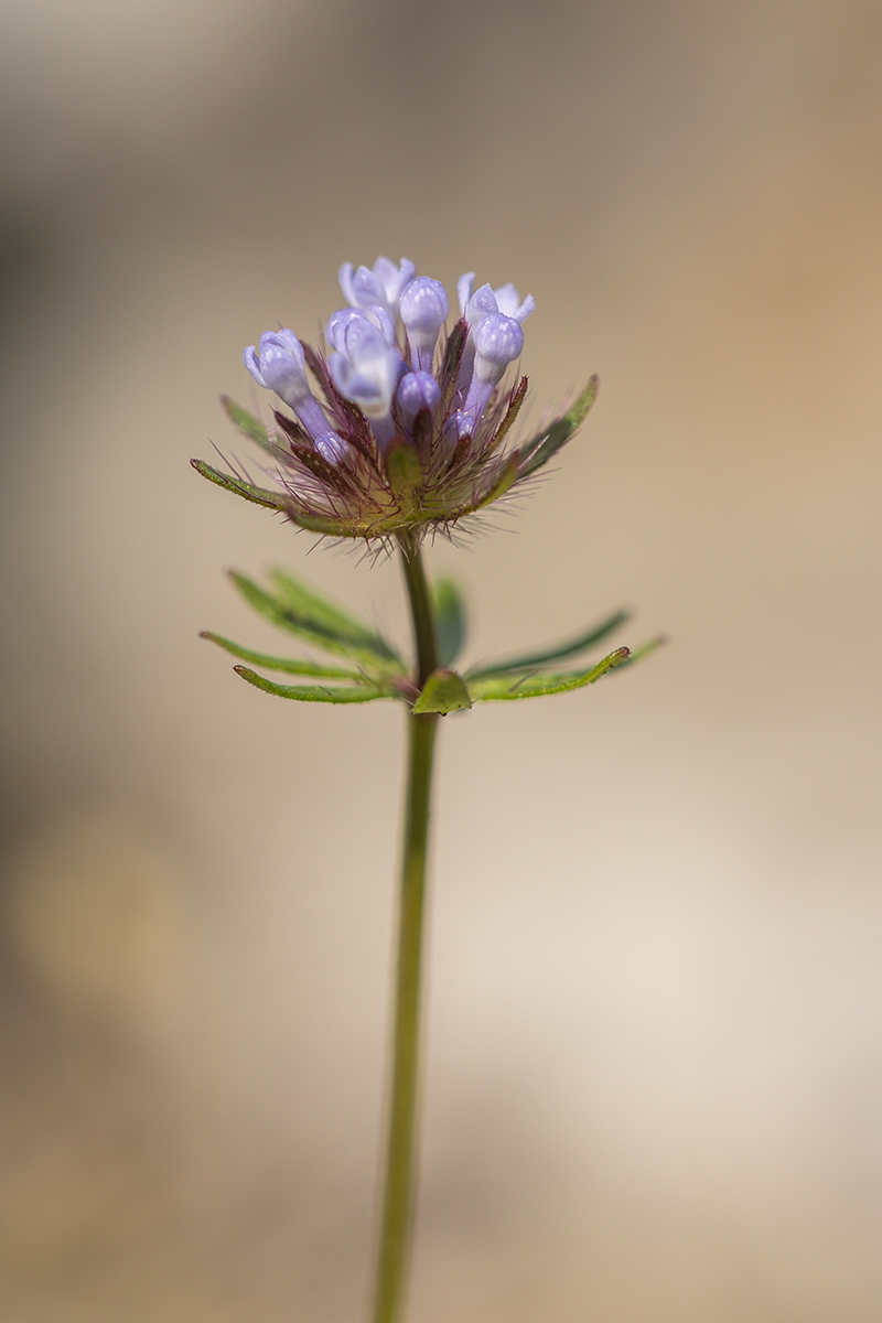 Image of Asperula arvensis specimen.