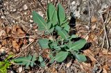 Rhaponticoides ruthenica