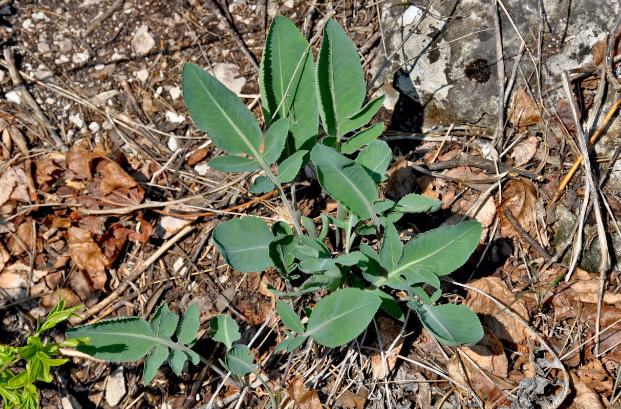 Image of Rhaponticoides ruthenica specimen.