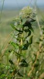 Hieracium virosum