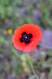 род Papaver