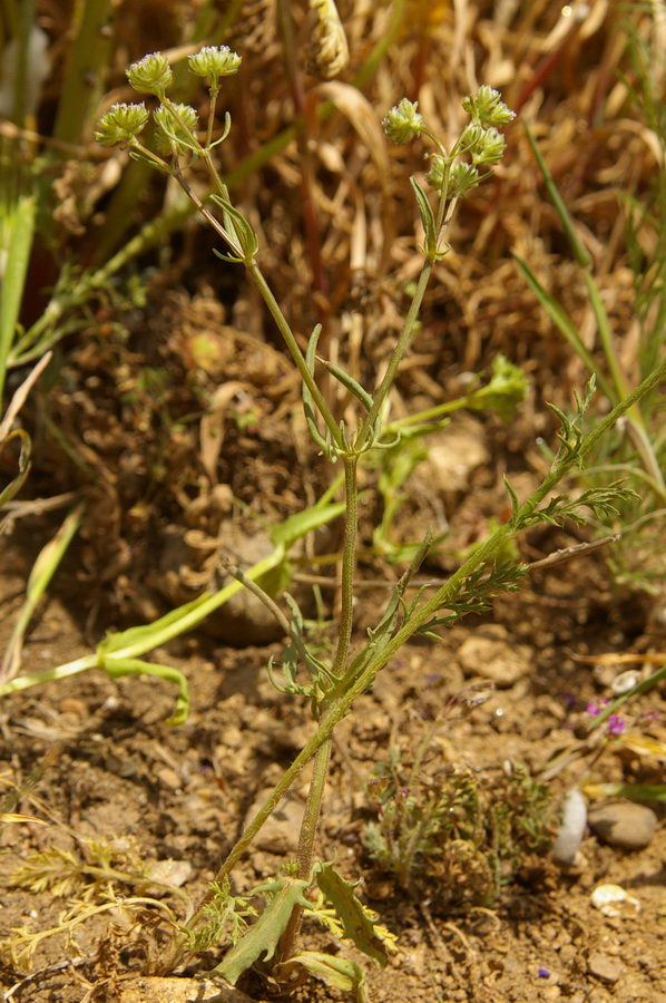 Image of Valerianella pumila specimen.