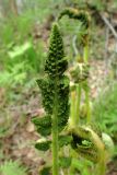 Osmundastrum asiaticum. Верхушка фертильной вайи. Хабаровский край, г. Комсомольск-на-Амуре, ООПТ \"Кедрово-тисовая роща\", смешанный лес с преобладанием Betula, вдоль лыжной трассы. 24.05.2026.