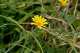 Calendula subspecies tomentosa