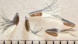 Cancrinia discoidea