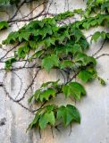 Parthenocissus tricuspidata. Часть ветви с незрелыми плодами. Португалия, Азорские о-ва, о-в Сан-Мигел, г. Понта-Делгада, в культуре. 11.08.2025.