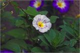 Convolvulus tricolor. Цветок (v.minor Кокарда голубой, белоцветковая форма). Московская обл., Раменский р-н, окр. дер. Хрипань, садовый участок. 24.08.2026.