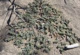 Euphorbia peplis. Плодоносящее растение. Испания, Каталония, пров. Жирона, комарка Баш Эмпорда, муниципалитет Тороэлья-де-Монгри, пляж Фонольера (la Fonollera), переходная зона между маршевым лугом и формирующейся дюной. 11.09.2026.