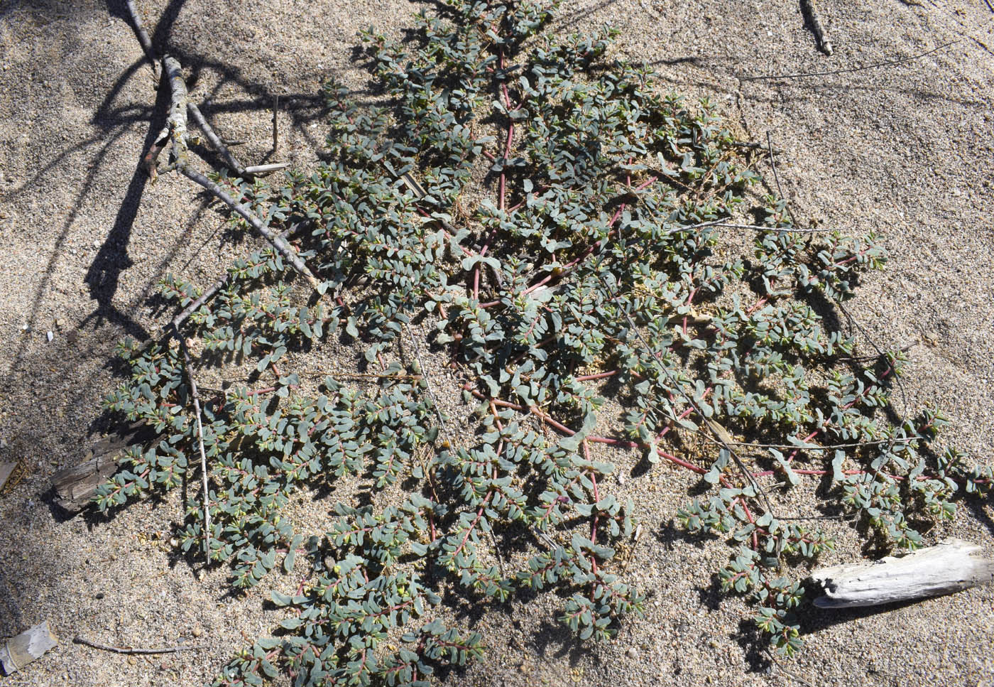 Изображение особи Euphorbia peplis.