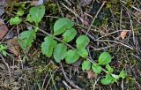 Veronica officinalis