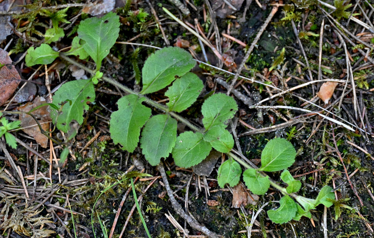 Image of Veronica officinalis specimen.