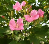 Hibiscus mutabilis. Цветки и бутоны. Краснодарский край, г. Сочи, в уличном озеленении. 17.08.2026.