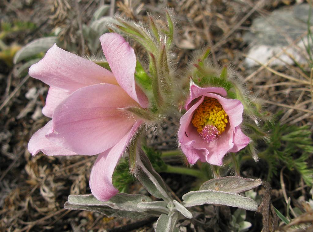 Изображение особи род Pulsatilla.