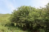 Crataegus chlorocarpa. Группа взрослых деревьев. Кыргызстан, Джалал-Абадская обл., Тогуз-Тороуский р-н, 4 км к югу от с. Чет-Булак; 2050 м н.у.м. 11.07.2026.
