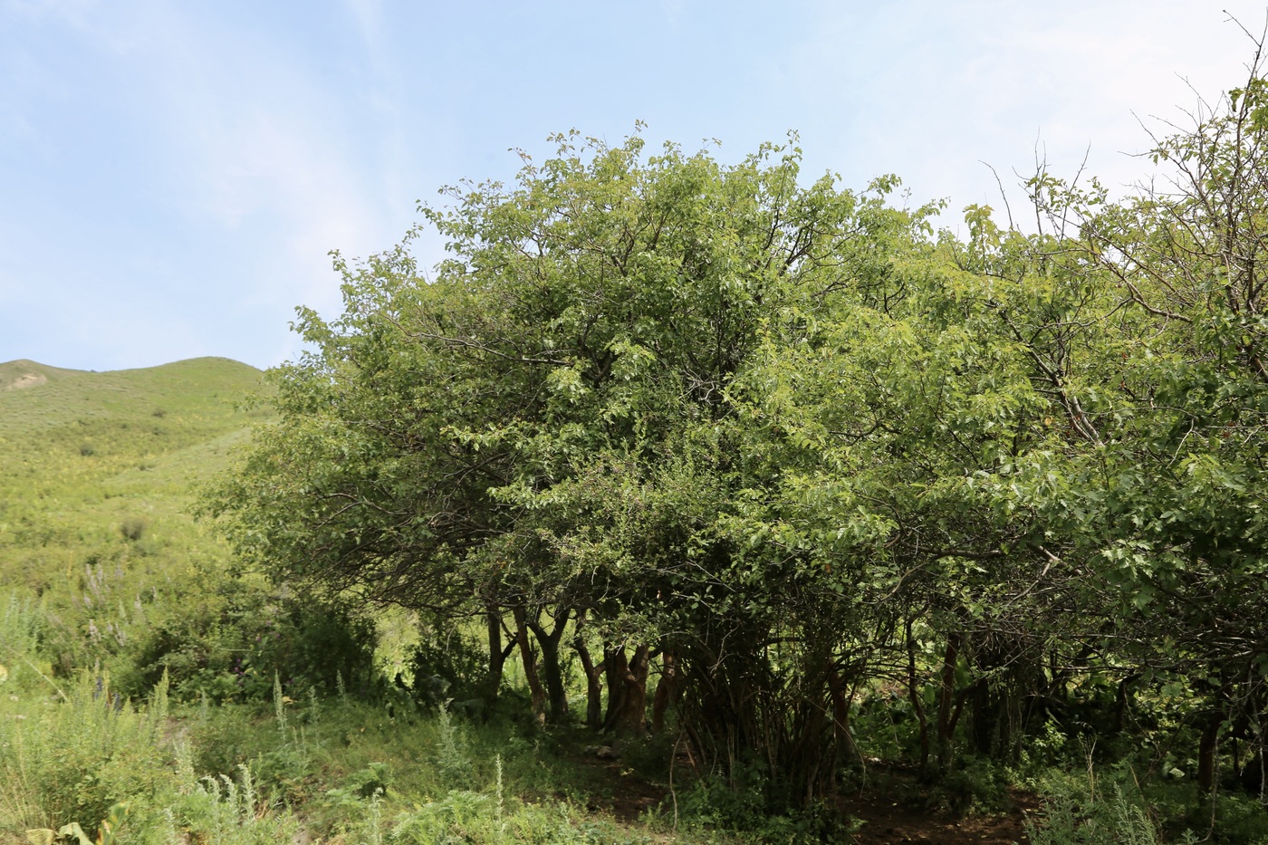Изображение особи Crataegus chlorocarpa.
