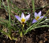 Romulea columnae