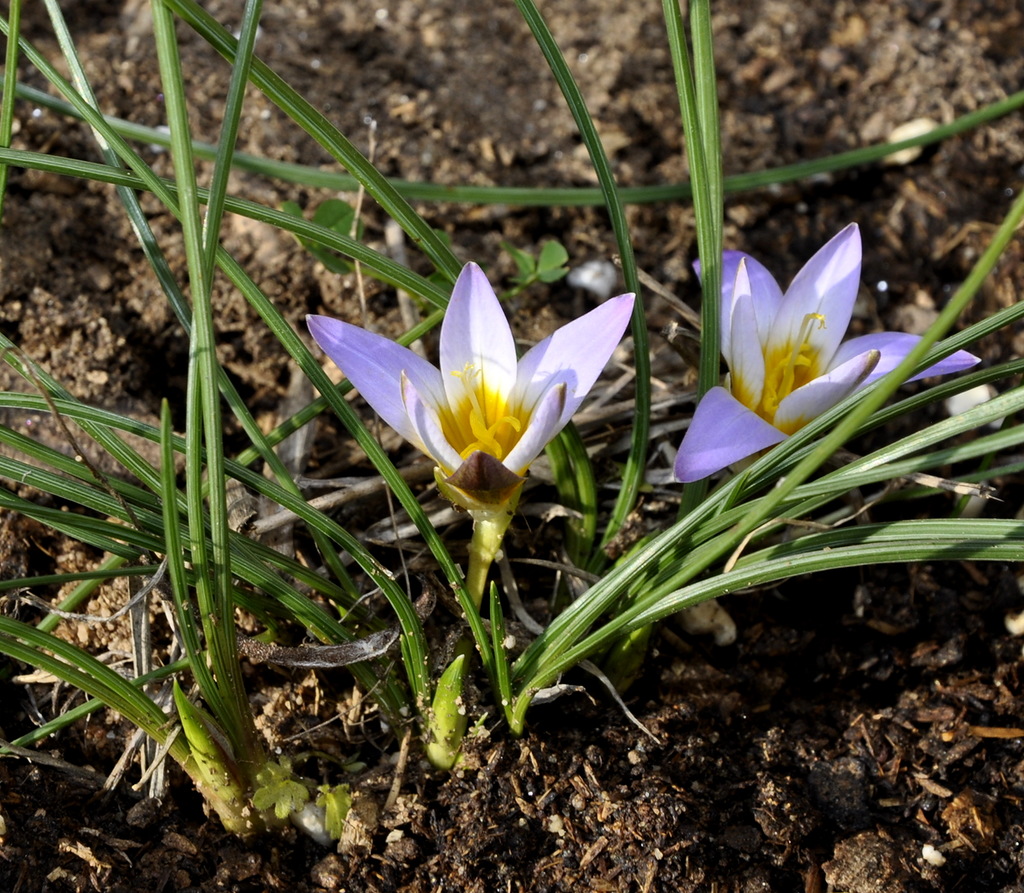 Изображение особи Romulea columnae.