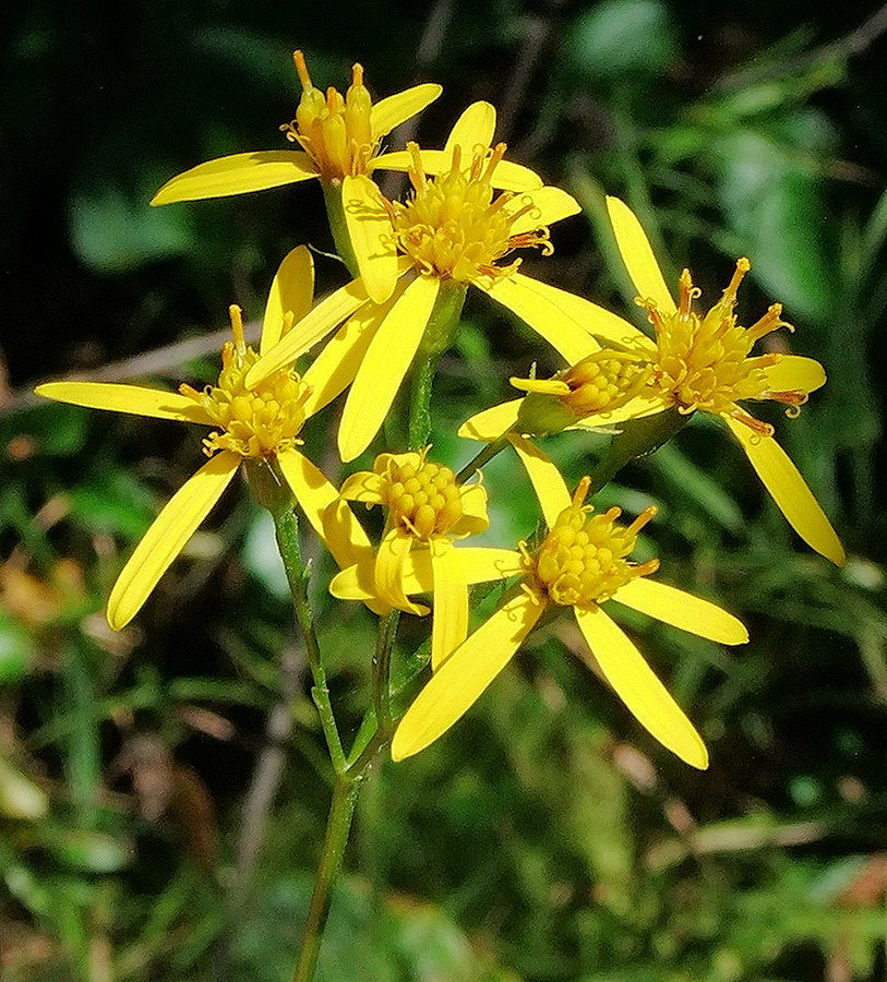 Image of Senecio cannabifolius specimen.