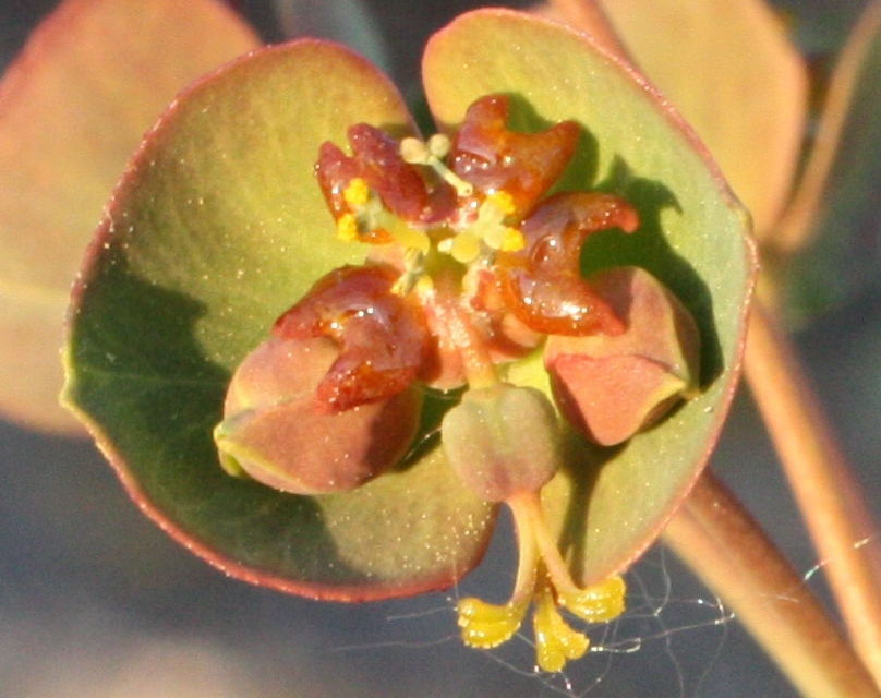 Изображение особи Euphorbia subcordata.