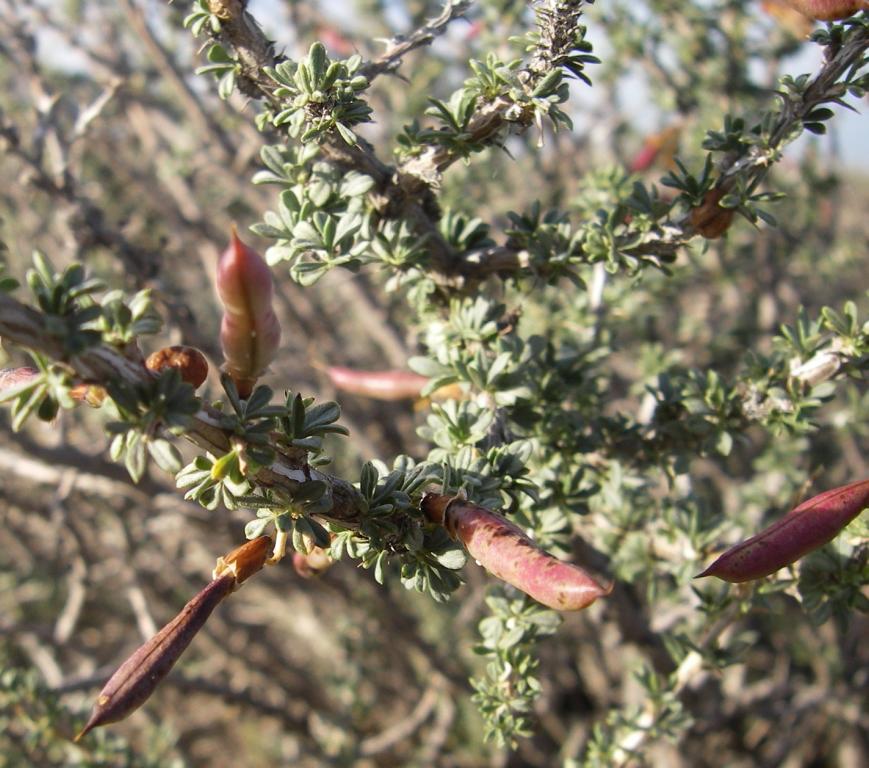 Image of Caragana balchaschensis specimen.