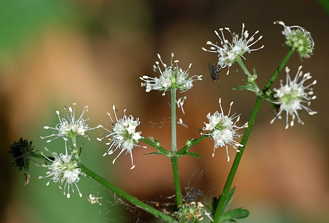 Image of Sanicula europaea specimen.