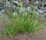 Poa pratensis