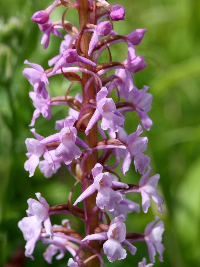 Image of Gymnadenia densiflora specimen.