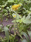genus Inula