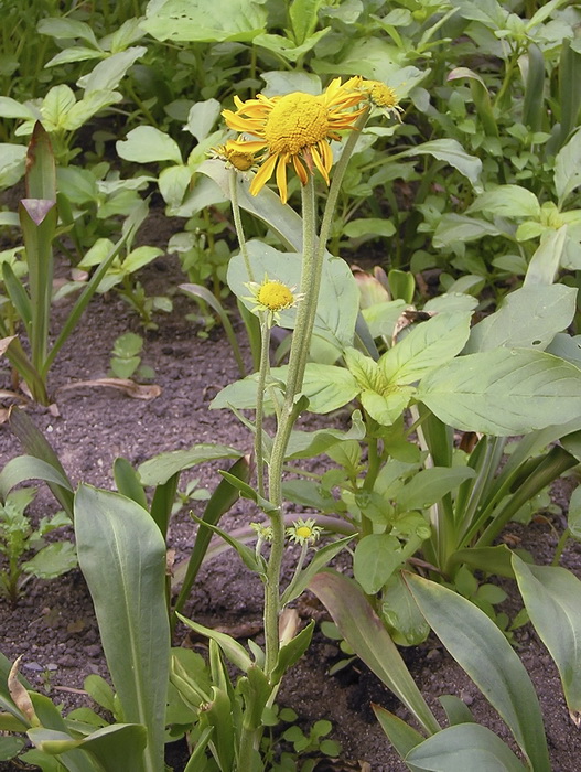 Image of genus Inula specimen.