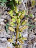 Reseda lutea