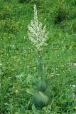 Veratrum album