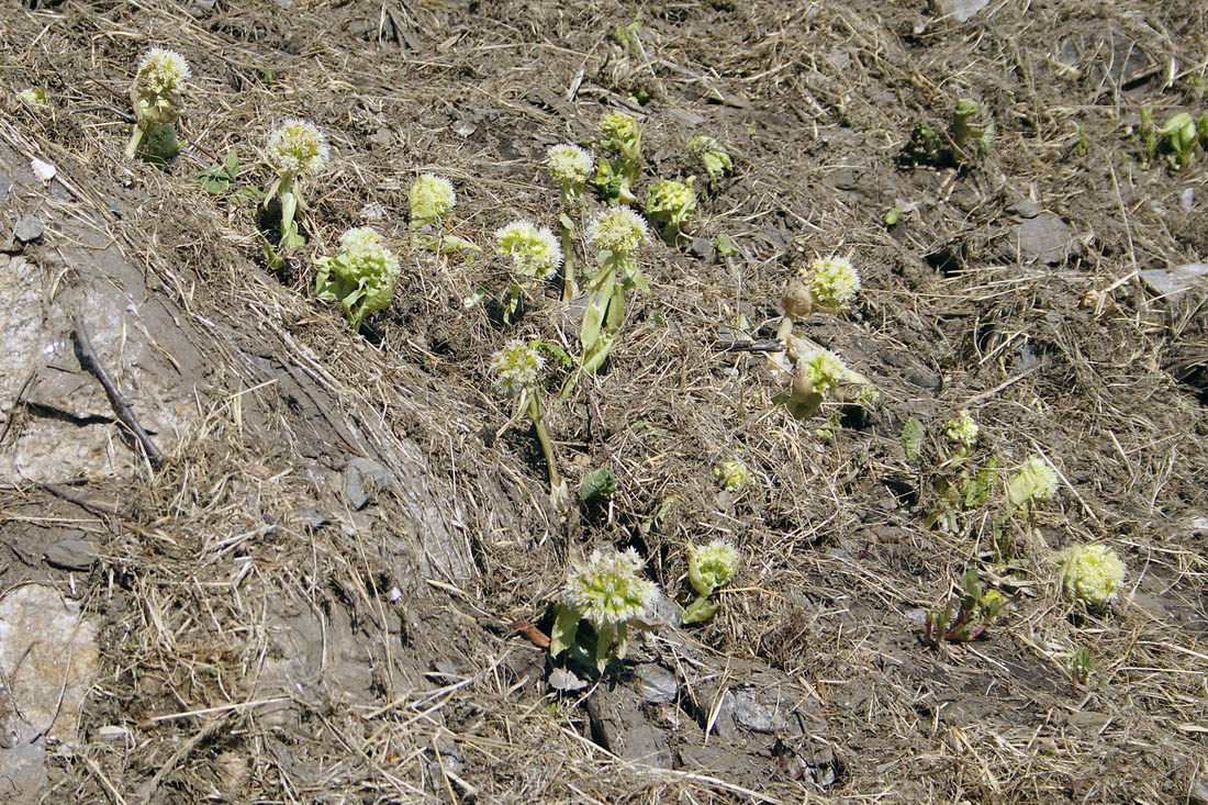 Изображение особи Petasites albus.