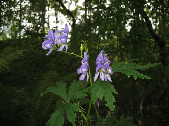 Image of Aconitum sczukinii specimen.