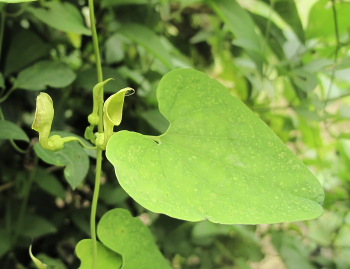 Изображение особи Aristolochia contorta.