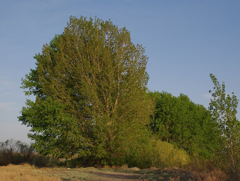 Изображение особи Populus &times; canadensis.