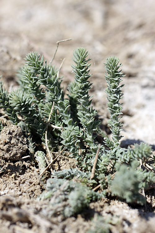 Image of genus Tamarix specimen.
