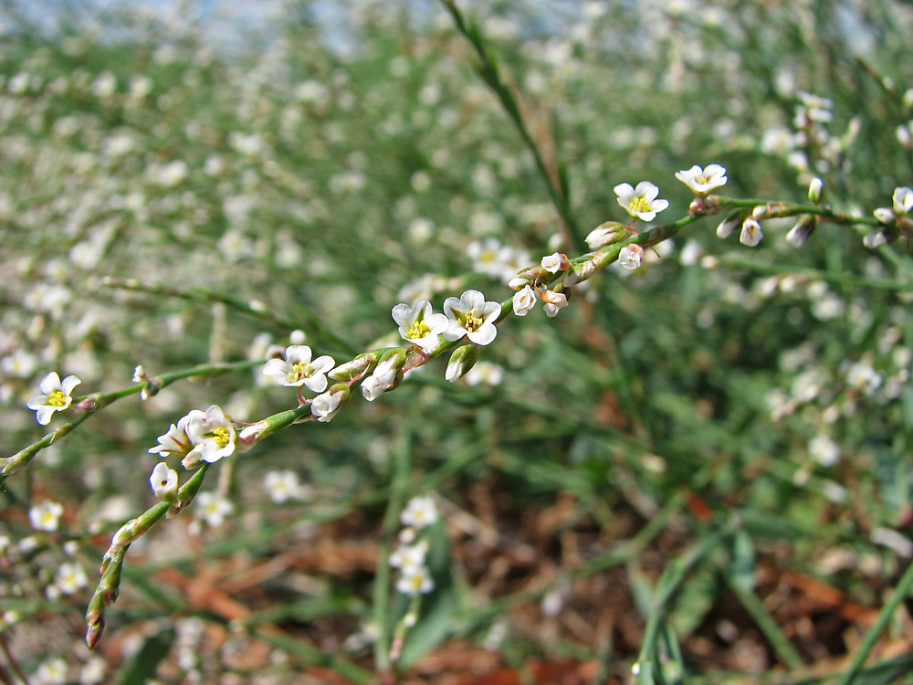 Изображение особи Polygonum pulchellum.