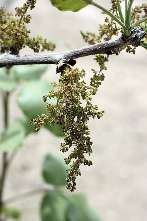 Image of Pistacia vera specimen.