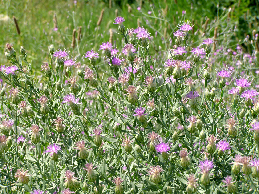 Изображение особи Acroptilon repens.