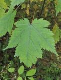 Acer barbinerve