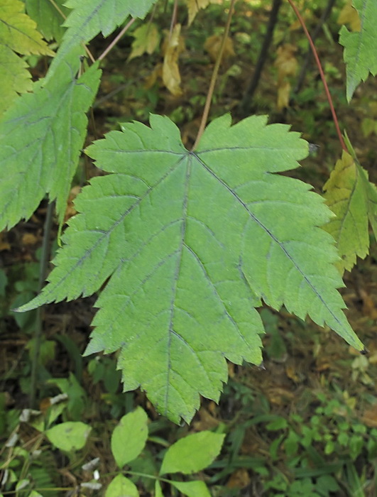 Image of Acer barbinerve specimen.