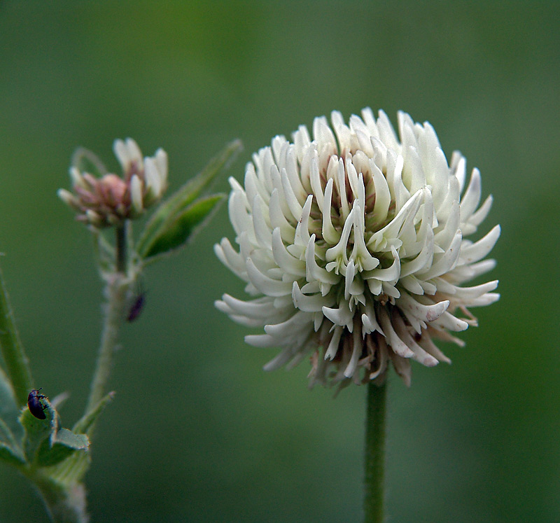 Изображение особи Trifolium montanum.